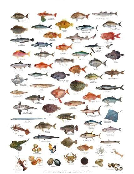 Fish Identification Chart