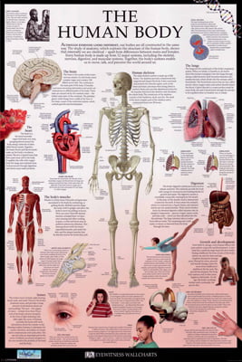 The Human Body – MapCo NZ Ltd – Maori, Pacific Island and New Zealand Maps