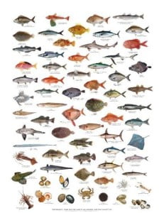 SPC011_Fish_Identification_Chart